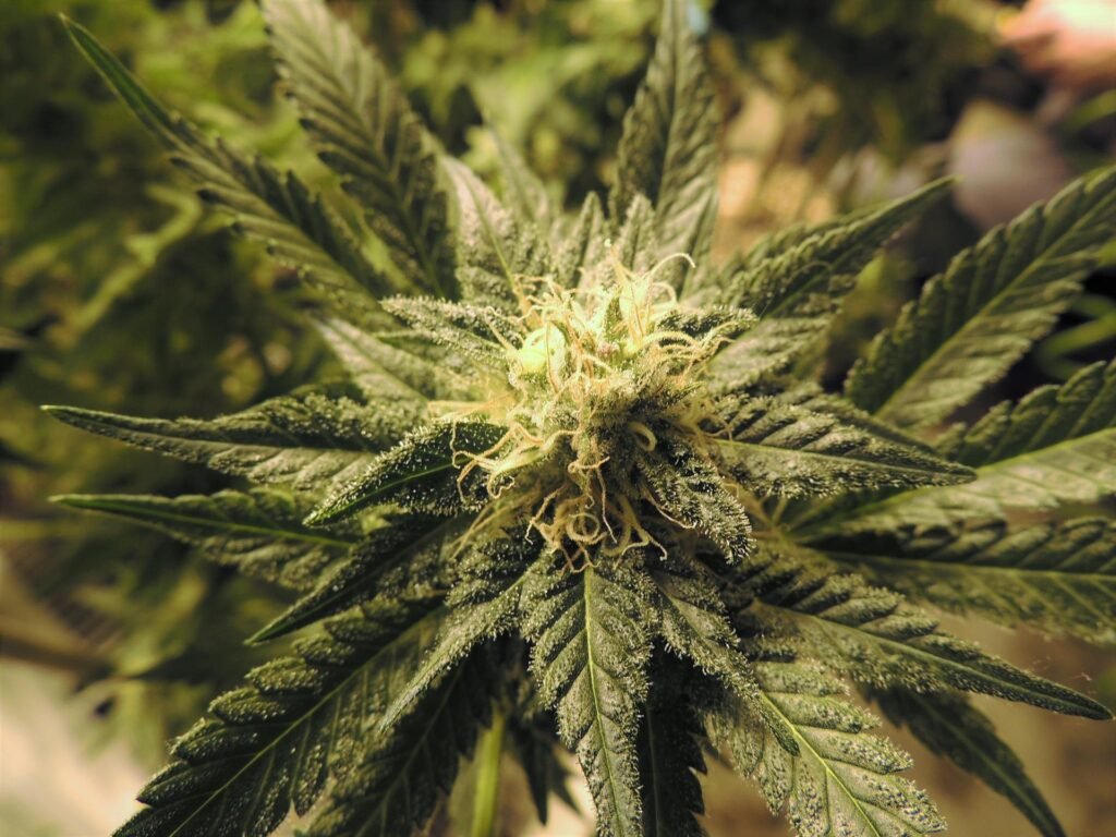 Comprar Reducción para extracción de un cultivo interior de cannabis